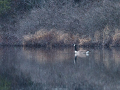 Early Morning Snow on Mew Lake