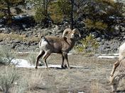 Shoshone National Forest