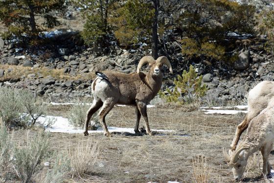 Shoshone National Forest