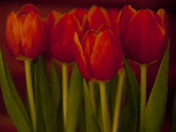 Red Tulips