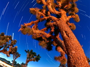 Joshua Tree National Park