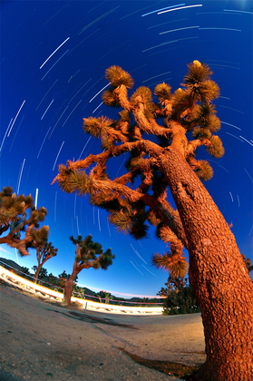 Joshua Tree National Park