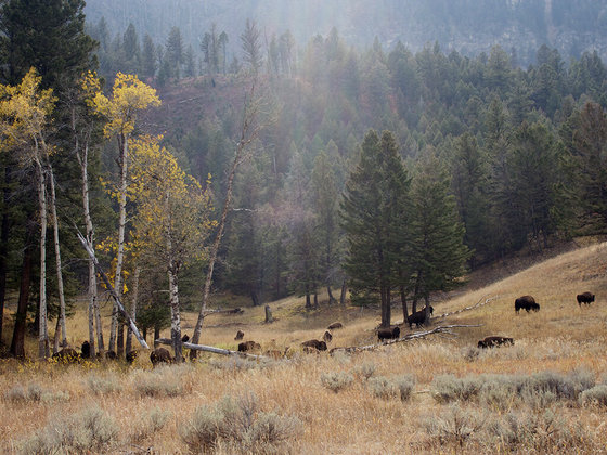 Yellowstone National Park