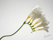 Freesia