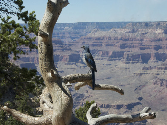 Grand Canyon