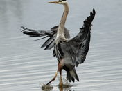 Ankeny National Wildlife Refuge