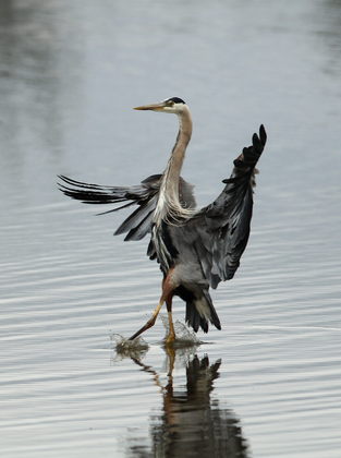 Ankeny National Wildlife Refuge