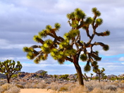 Joshua Tree National Park