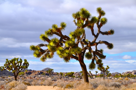 Joshua Tree National Park