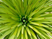 Joshua Tree National Park