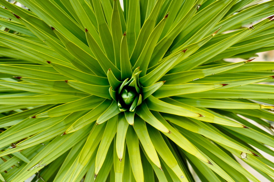 Joshua Tree National Park