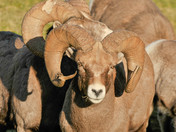 Big Horn Sheep