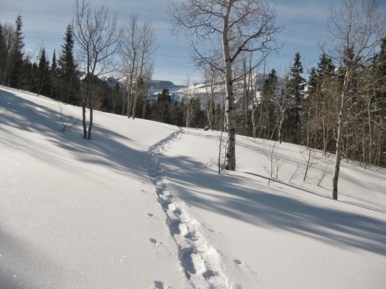 Uinta-Wasatch-Cache National Forest