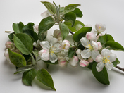 Apple Blossom