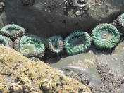 Olympic National Park