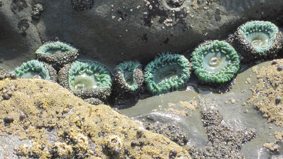 Olympic National Park