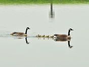 Family Geese on the water