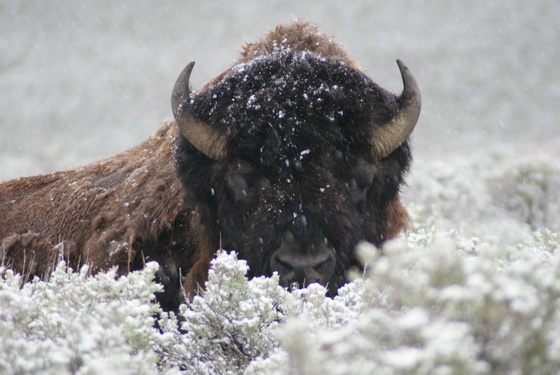 Yellowstone National Park