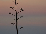 Guadalupe Mountian National Park