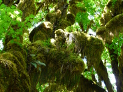 Hoh Rainforest, Olympic National Park