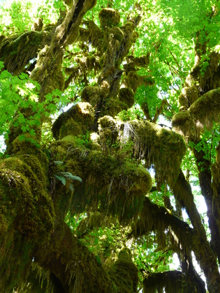 Hoh Rainforest, Olympic National Park