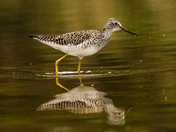 Lesser Yellowlegs