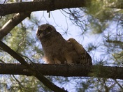 Young Great Horned Owl