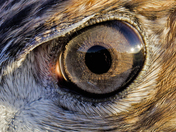 Red Tail Hawk Eye