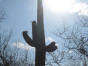 Saguaro National Park - East