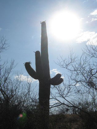 Saguaro National Park - East