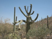 Saguaro National Park - East