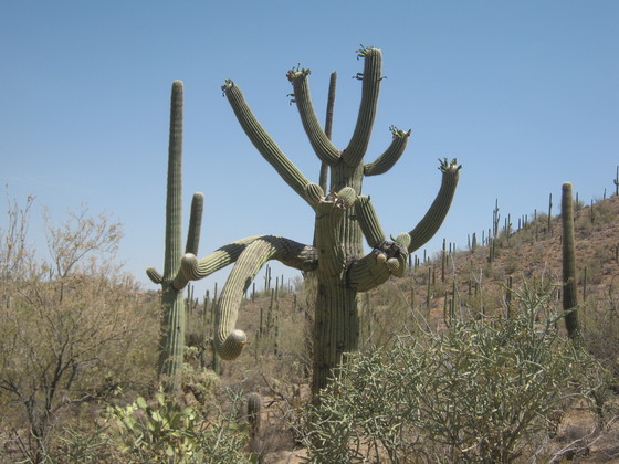 Saguaro National Park - East