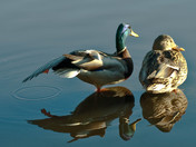 Mallard Drake and Hen 