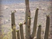 Saguaro National Park 