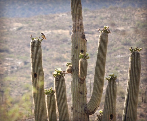 Saguaro National Park 