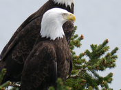 Bald Eagles