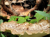 Fun Guy in the Forest