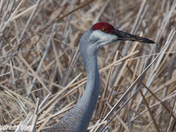 Sand Hill crane.