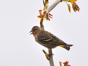 Pine Siskin