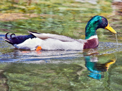 Mallard