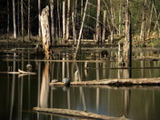 Red-Eared Sliders Basking in Sunshine