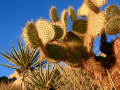 Joshua Tree National Park