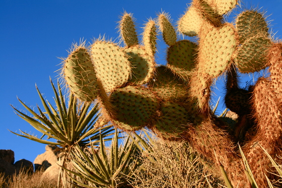 Joshua Tree National Park