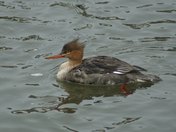 Red-Breasted Merganser