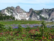MRNP