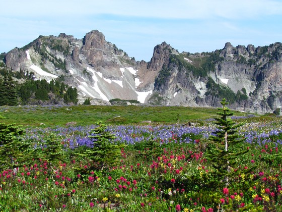 MRNP