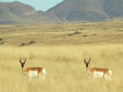 Las Cienegas National Conservation Area