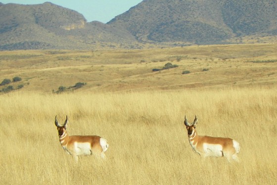 Las Cienegas National Conservation Area