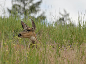 Deer  (Doe)