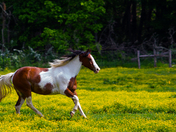 Great Smokey Mountains